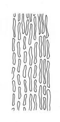 Macromitrium longirostre var. longirostre, basal laminal cells. Redrawn with permission from Vitt (1983).
 Image: R.C. Wagstaff © All rights reserved. Redrawn with permission from Vitt (1983). 